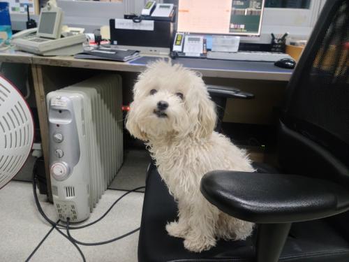 송도 5공구 말티즈 주인 찾아요~~~