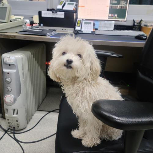 송도 5공구 말티즈 주인 찾아요~~~
