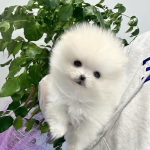 작고 귀여운 포메라니안 왕자님 분양해용