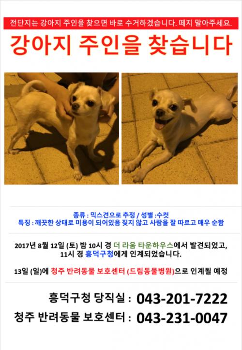 청주 봉명동 더라움 근처 유기견