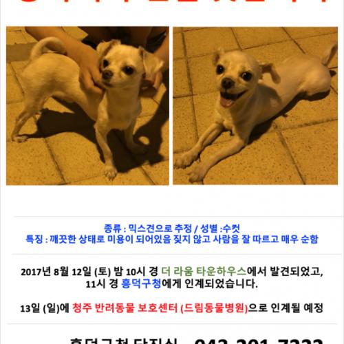 청주 봉명동 더라움 근처 유기견