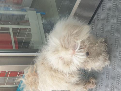 김천 말티즈가 돌어다니고있어요