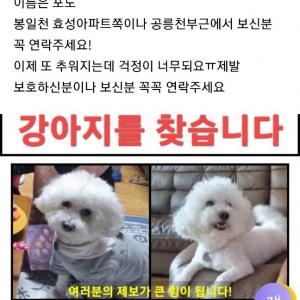 강아지 찾아요요