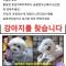 강아지 찾아요요
