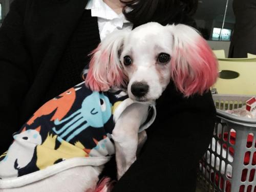 안산와동 845번지 앞에서 발견하였습니다~