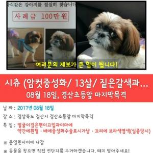 시츄 여아를 찿슴니다