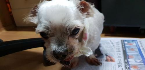 수원 말티즈  하지가 주인품으로  돌아갔어요