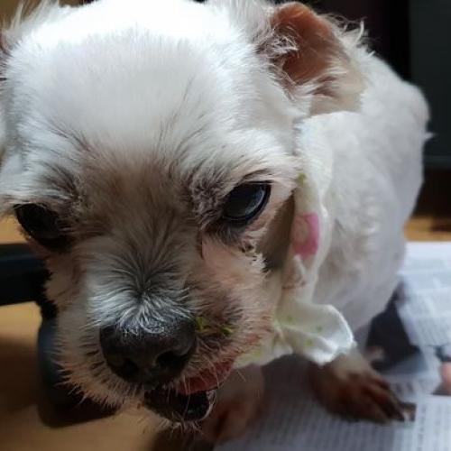 수원 말티즈  하지가 주인품으로  돌아갔어요