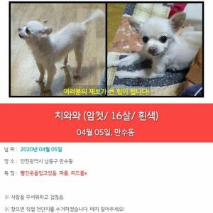 인천 남동구 하얀 치와와 찾습니다
