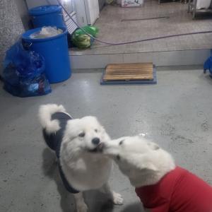 진돗개,사모예드 찾습니다