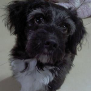 강아지 찾습니다.