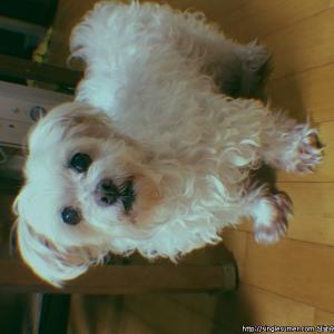 간석/십정 말티즈 여아 찾아요