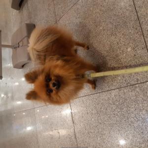 수원시청부근 포메라니안 잊어버렸어요.