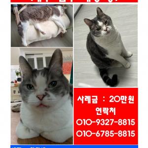 고양이를 찾습니다