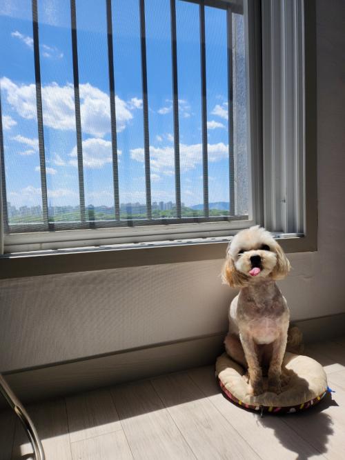 말티푸 남자아이 책임분양합니다.