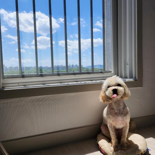 말티푸 남자아이 책임분양합니다.