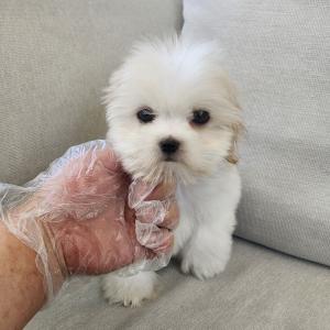 꼬숑분양 2개월령 왕자님 꼬똥+비숑 꼬똥95%