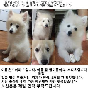 하얀 스피츠 아리를 찾아요