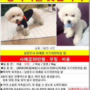 <남양주 퇴계원> 잃어버린 비숑 우밍이 찾습니다!!!