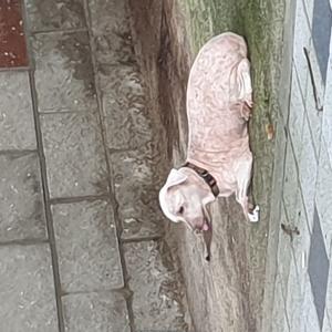 용산구 문배동 백범로 고가다리 밑 강아지 주인 찾습니다