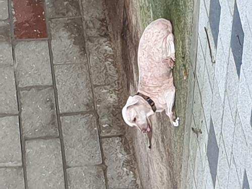 용산구 문배동 백범로 고가다리 밑 강아지 주인 찾습니다