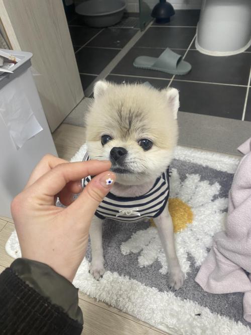 의정부 강아지 보호중이에요