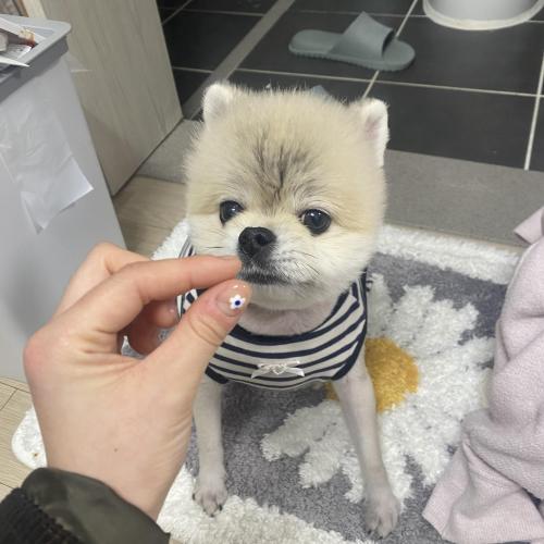 의정부 강아지 보호중이에요