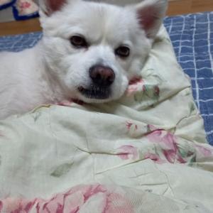 스피츠 찾습니다!