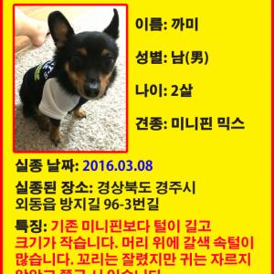 경주시 외동읍 미니핀 믹스 찾습니다.