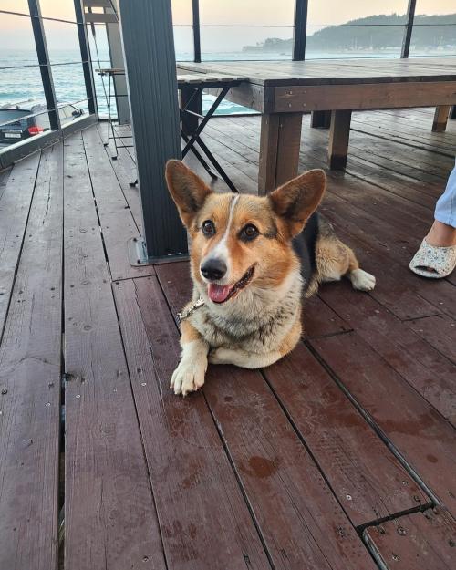 경주 웰시코기 트라이 보호중입니다