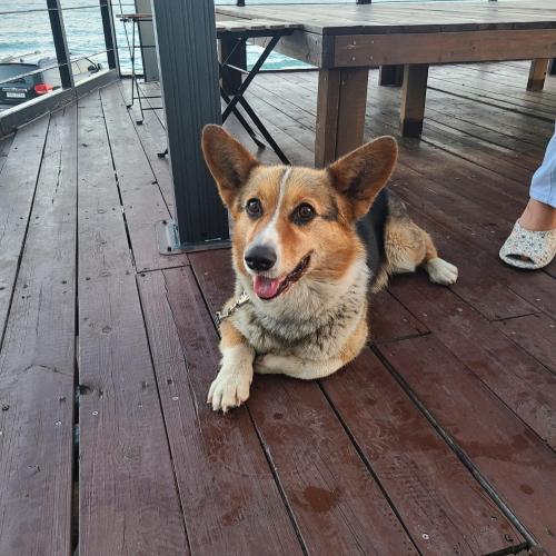 경주 웰시코기 트라이 보호중입니다