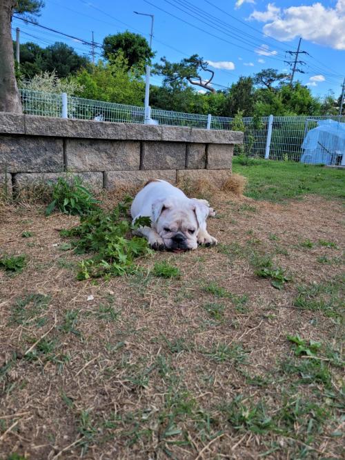 조용하고 순한 잉불부탁드립니다ㅠ