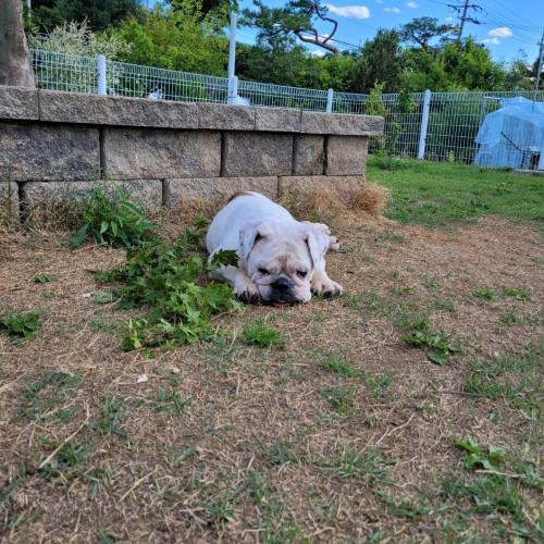 조용하고 순한 잉불부탁드립니다ㅠ