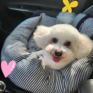 사랑으로 키워주실분 찾습니다.