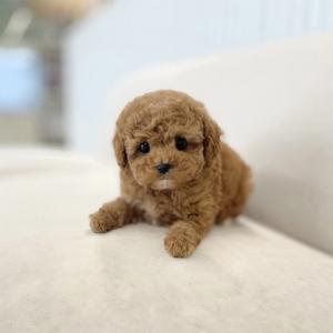 [25만원] 크림 말티푸 분양중입니다