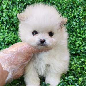 화이트포메라니안분양 2개월령 공주님 완전 미니사이즈 귀쫑긋 잘서있습니당