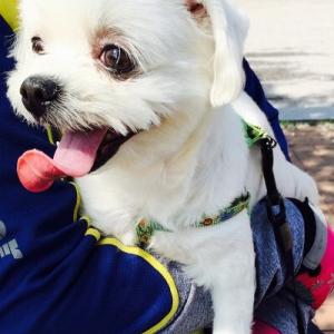 경기도 구리시(동구릉 맞은편부근) 말티즈 여아 실종되었습니다.