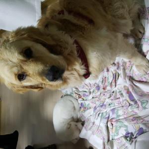 골든리트리버 찾습니다.