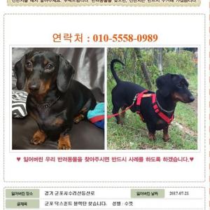 수리산 태을봉근처에서 잃어버렷어요산본 안양사시는분을 꼭봐주세요