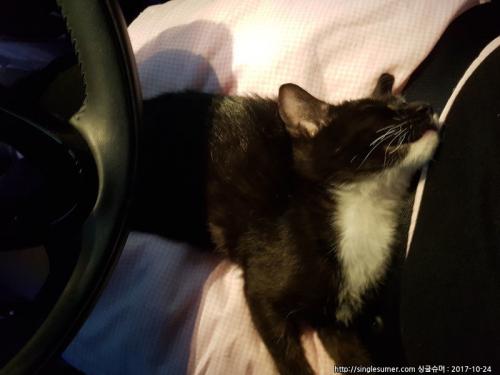 애교많은 애기냥이