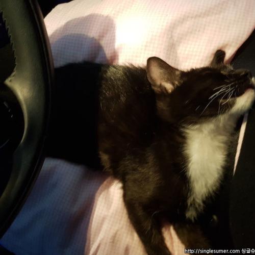 애교많은 애기냥이