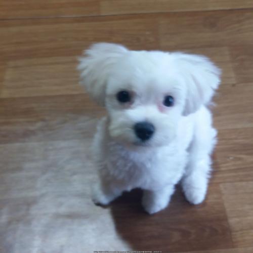 3개월 여아 말티즈 분양합니다