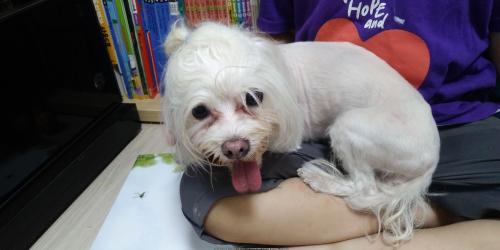 서울 중곡동 파란 머리끈 말티즈 보호중입니다 ~!!