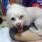 서울 중곡동 파란 머리끈 말티즈 보호중입니다 ~!!