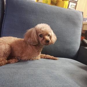 갈색푸들 여아 찾습니다( 목동4단지부근 실종)