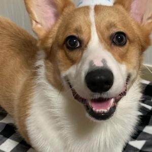 전남 장성남면군 강아지를찾습니다 ..