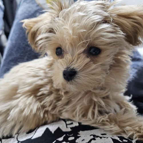 말티푸(3개월)남아책임분양합니다