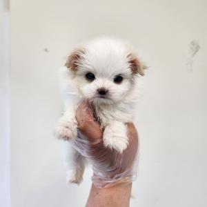 말티폼분양 2개월령 귀염둥이 애교 만점