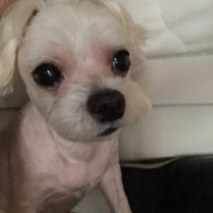 부산시수영구에서 잃어버린 저희 강아지쫌 찾아주세요ㅠㅠㅠㅠㅠㅠ