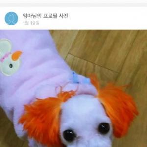 성동구 금호동4가 말티즈 남자아이 찾아요